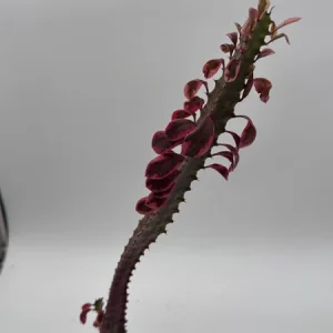 Variegated Euphorbia Trigona Pink Royal Live Plant – 4