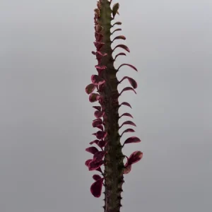 Variegated Euphorbia Trigona Pink Royal Live Plant – 4