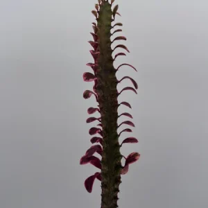 Variegated Euphorbia Trigona Pink Royal Live Plant – 4