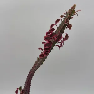 Variegated Euphorbia Trigona Pink Royal Live Plant – 4