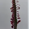 Variegated Euphorbia Trigona Pink Royal Live Plant – 4" Pot – African Milktree - Image 1
