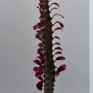 Variegated Euphorbia Trigona Pink Royal Live Plant – 4