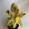 Variegated Ficus Shiveriana 'Moonshine' Live Plant – 6 inch Pot – Indoor - Image 1