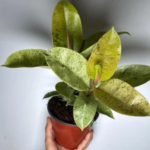 Variegated Ficus Shiveriana 'Moonshine' Live Plant – 6 inch Pot – Indoor - Image 2
