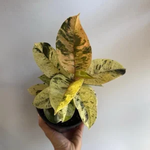 Variegated Ficus Shiveriana 'Moonshine' Live Plant – 6 inch Pot – Indoor - Image 3
