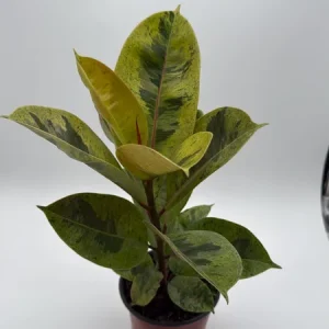 Variegated Ficus Shiveriana 'Moonshine' Live Plant – 6 inch Pot – Indoor - Image 4