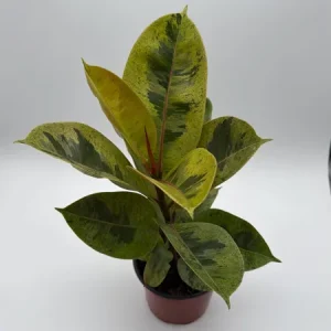 Variegated Ficus Shiveriana 'Moonshine' Live Plant – 6 inch Pot – Indoor - Image 5