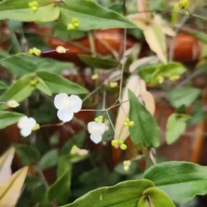 Variegated Gibasis Geniculata Tahitian Bridal Veil Live Plant - White Blooming Wandering Jewel - Image 2