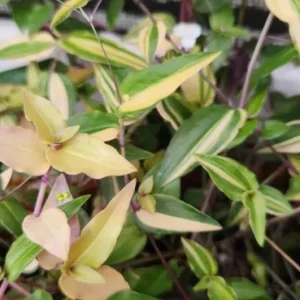 Variegated Gibasis Geniculata Tahitian Bridal Veil Live Plant - White Blooming Wandering Jewel - Image 3