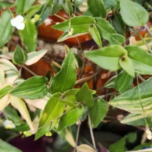 Variegated Gibasis Geniculata Tahitian Bridal Veil Live Plant - White Blooming Wandering Jewel - Image 1