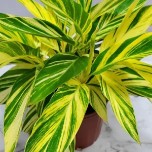 Variegated Ginger Live Plant – 1 Gallon Pot – Indoor/Outdoor Tropical - Image 2