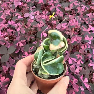 Variegated Hindu Rope Hoya Carnosa Compacta Live Plant – 2.25 inch Pot – Indoor - Image 2