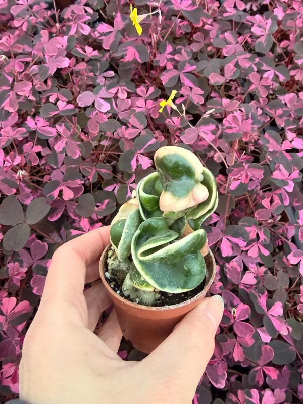 Variegated Hindu Rope Hoya Carnosa Compacta Live Plant – 2.25 inch Pot – Indoor - Image 2