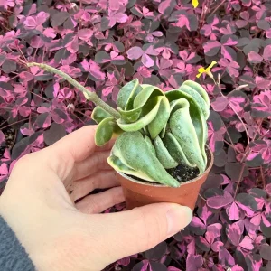 Variegated Hindu Rope Hoya Carnosa Compacta Live Plant – 2.25 inch Pot – Indoor - Image 3