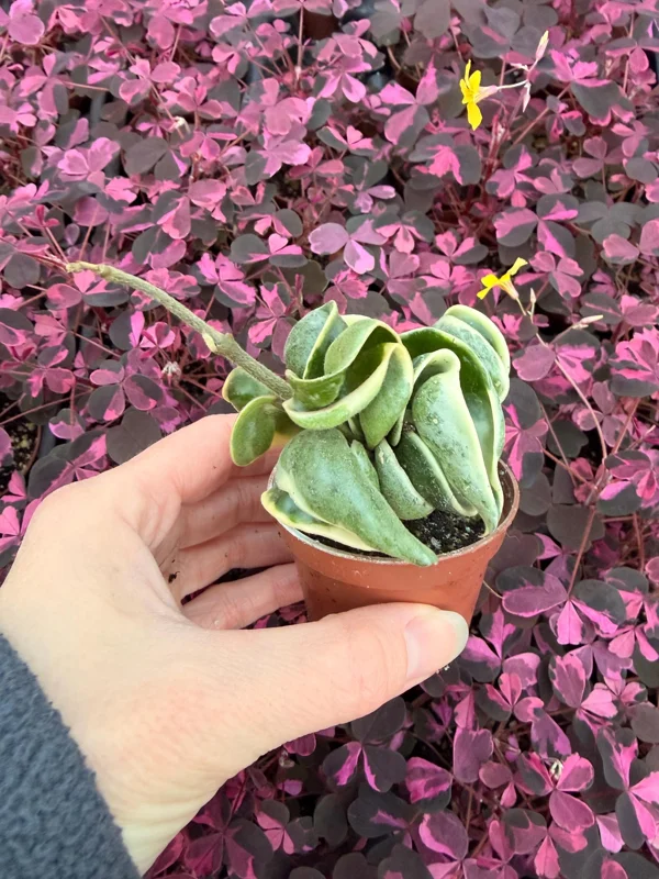 Variegated Hindu Rope Hoya Carnosa Compacta Live Plant – 2.25 inch Pot – Indoor - Image 3