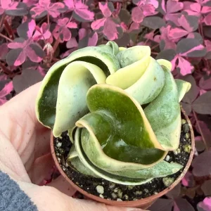 Variegated Hindu Rope Hoya Carnosa Compacta Live Plant – 2.25 inch Pot – Indoor - Image 4