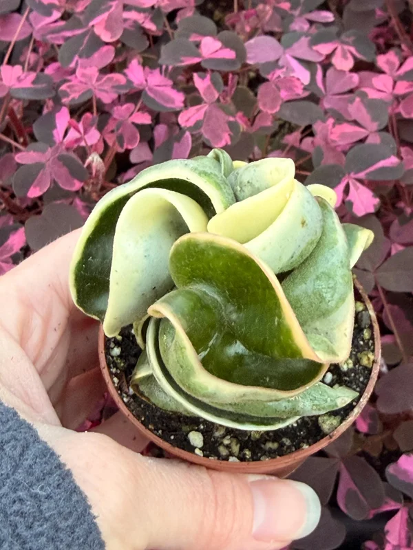 Variegated Hindu Rope Hoya Carnosa Compacta Live Plant – 2.25 inch Pot – Indoor - Image 4