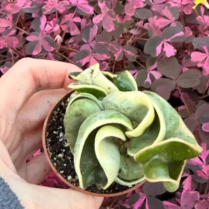 Variegated Hindu Rope Hoya Carnosa Compacta Live Plant – 2.25 inch Pot – Indoor - Image 5
