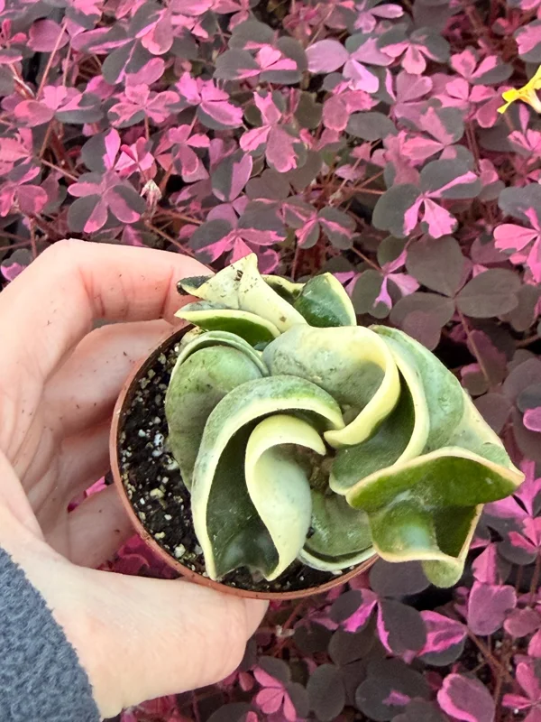 Variegated Hindu Rope Hoya Carnosa Compacta Live Plant – 2.25 inch Pot – Indoor - Image 5