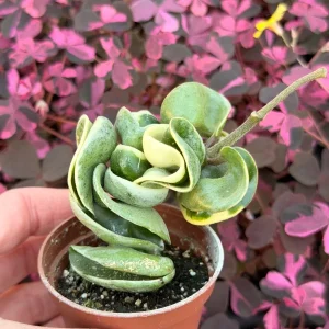 Variegated Hindu Rope Hoya Carnosa Compacta Live Plant – 2.25 inch Pot – Indoor - Image 6
