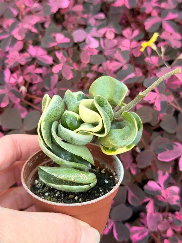 Variegated Hindu Rope Hoya Carnosa Compacta Live Plant – 2.25 inch Pot – Indoor - Image 6