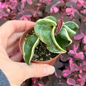 Variegated Hindu Rope Hoya Carnosa Compacta Live Plant – 2.25 inch Pot – Indoor - Image 7