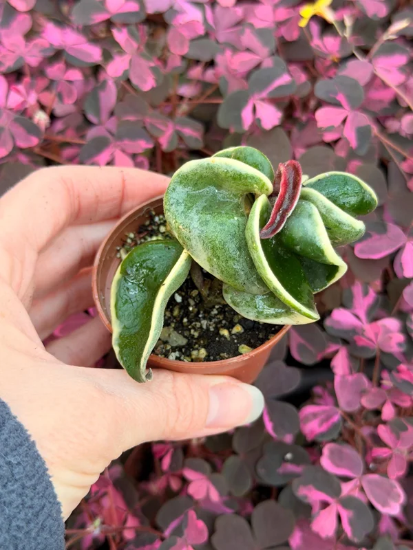 Variegated Hindu Rope Hoya Carnosa Compacta Live Plant – 2.25 inch Pot – Indoor - Image 7