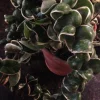 Variegated Hindu Rope Hoya Carnosa Compacta Live Plant – 2.25 inch Pot – Indoor - Image 1