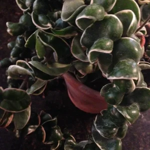 Variegated Hindu Rope Hoya Carnosa Compacta Live Plant – 2.25 inch Pot – Indoor - Image 1