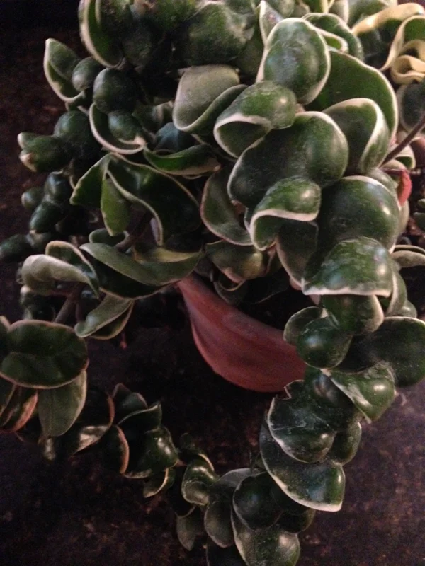 Variegated Hindu Rope Hoya Carnosa Compacta Live Plant – 2.25 inch Pot – Indoor - Image 1