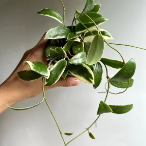 Variegated Hoya Acuta Albo-Marginata Live Plant 4" Pot - Indoor Houseplant - Image 2