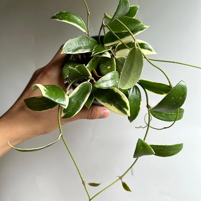 Variegated Hoya Acuta Albo-Marginata Live Plant 4" Pot - Indoor Houseplant - Image 2