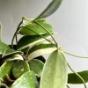 Variegated Hoya Acuta Albo-Marginata Live Plant 4" Pot - Indoor Houseplant - Image 1