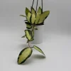 Variegated Hoya Acuta Albo-Marginata Live Plant – Trailing Wax Plant, Pet Friendly, 4" Pot - Image 1