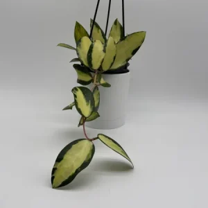 Variegated Hoya Acuta Albo-Marginata Live Plant – Trailing Wax Plant, Pet Friendly, 4" Pot - Image 1