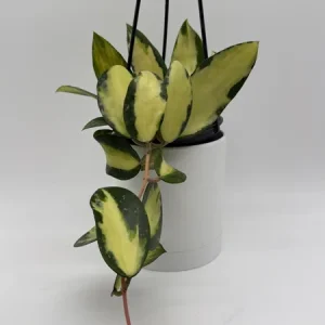 Variegated Hoya Acuta Albo-Marginata Live Plant – Trailing Wax Plant, Pet Friendly, 4" Pot - Image 2