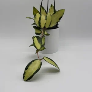 Variegated Hoya Acuta Albo-Marginata Live Plant – Trailing Wax Plant, Pet Friendly, 4