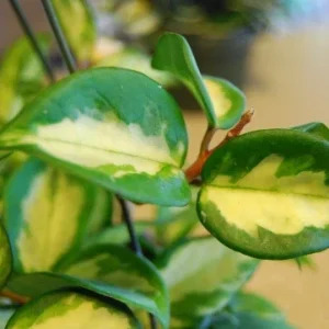 Variegated Hoya Carnosa Wax Live Plant - Cream & Green Leaves - Indoor - Image 2