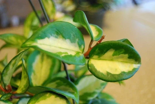 Variegated Hoya Carnosa Wax Live Plant - Cream & Green Leaves - Indoor - Image 2