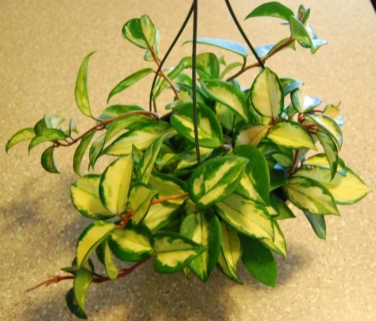 Variegated Hoya Carnosa Wax Live Plant - Cream & Green Leaves - Indoor - Image 3