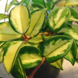 Variegated Hoya Carnosa Wax Live Plant - Cream & Green Leaves - Indoor - Image 4