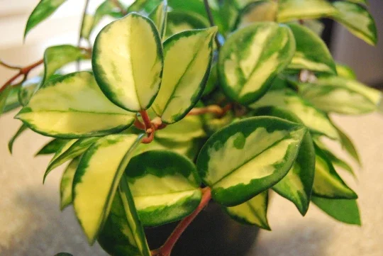 Variegated Hoya Carnosa Wax Live Plant - Cream & Green Leaves - Indoor - Image 4