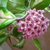 Variegated Hoya Carnosa Wax Live Plant - Cream & Green Leaves - Indoor - Image 1
