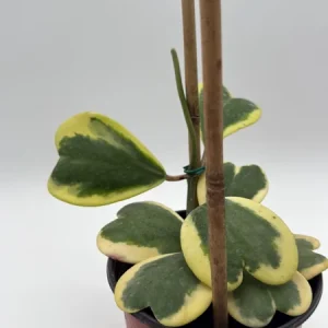 Variegated Hoya Kerrii Live Plant – 6 Inch Heart Leaf Wax Plant, Easy Care Indoor - Image 2
