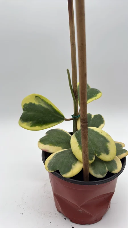 Variegated Hoya Kerrii Live Plant – 6 Inch Heart Leaf Wax Plant, Easy Care Indoor - Image 2
