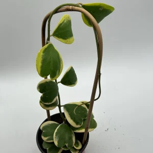 Variegated Hoya Kerrii Live Plant – 6 Inch Heart Leaf Wax Plant, Easy Care Indoor - Image 3