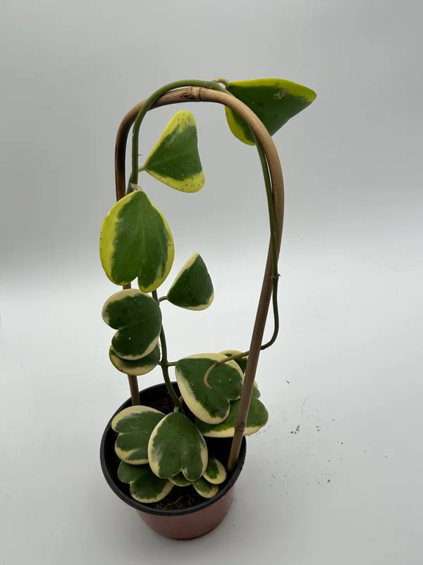 Variegated Hoya Kerrii Live Plant – 6 Inch Heart Leaf Wax Plant, Easy Care Indoor - Image 3