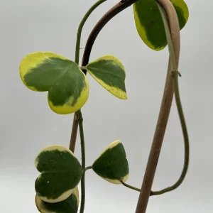 Variegated Hoya Kerrii Live Plant – 6 Inch Heart Leaf Wax Plant, Easy Care Indoor - Image 4