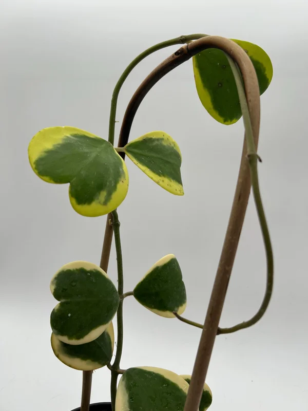 Variegated Hoya Kerrii Live Plant – 6 Inch Heart Leaf Wax Plant, Easy Care Indoor - Image 4