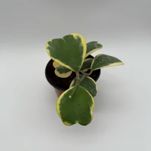Variegated Hoya Kerrii Live Plant – 6 Inch Heart Leaf Wax Plant, Easy Care Indoor - Image 5
